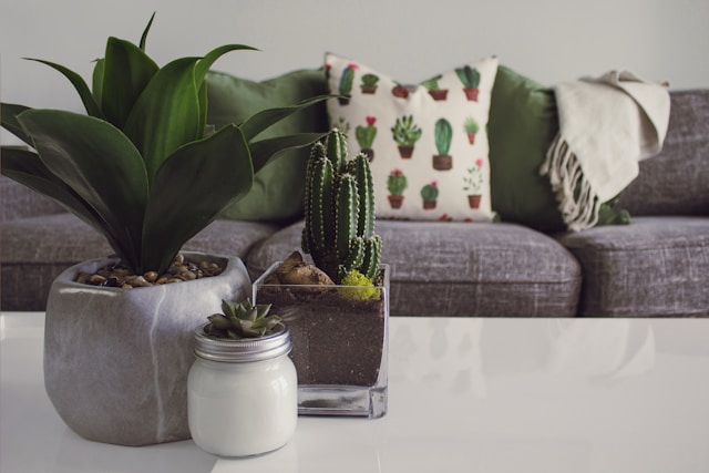 plantes et canapé achetés chez Concept Usine