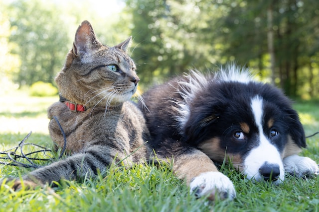 un chat et un chien dans l'herbe, assurés par Jim & Joe