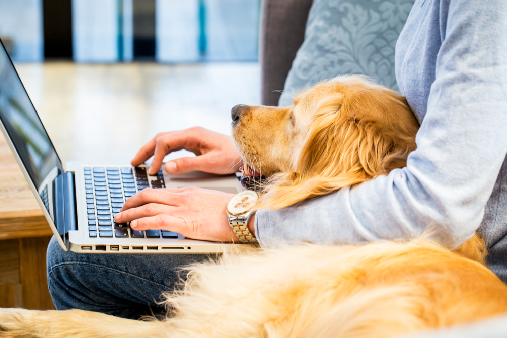 chien avec son propriétaire devant un ordinateur
